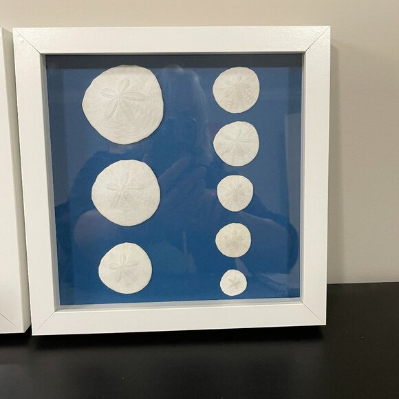 Real Sand Dollar Pictures Set of 2 - Picture 3 of 7